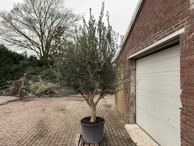 Olijfboom andalucia xl - olea europaea - 75 jaar oud - hoogte ca. 250 cm - afbeelding 3 van  4
