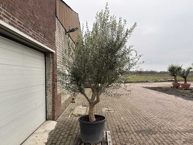 Olijfboom andalucia xl - olea europaea - 75 jaar oud - hoogte ca. 250 cm - afbeelding 4 van  4