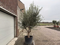 Olijfboom andalucia xl - olea europaea - 75 jaar oud - hoogte ca. 250 cm - afbeelding 4 van  4
