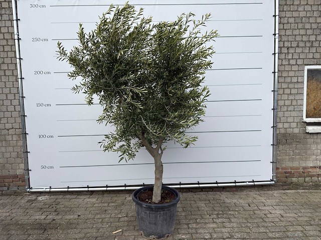 Olijfboom andalucia xl - olea europaea - ca. 70 jaar oud - hoogte ca. 280 cm - afbeelding 1 van  8