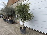 Olijfboom andalucia xl - olea europaea - ca. 70 jaar oud - hoogte ca. 280 cm - afbeelding 2 van  8