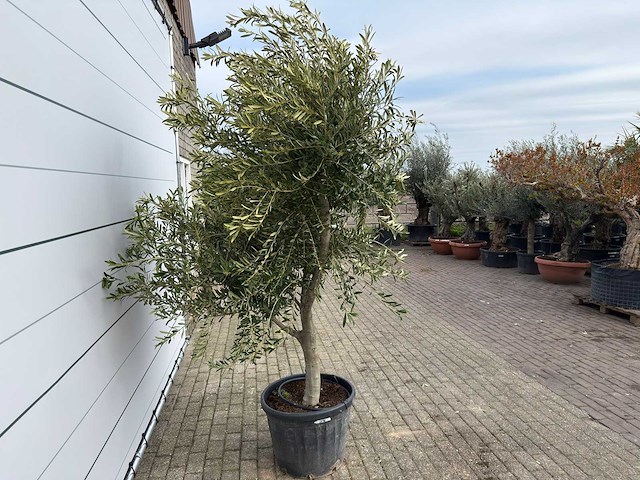 Olijfboom andalucia xl - olea europaea - ca. 70 jaar oud - hoogte ca. 280 cm - afbeelding 5 van  8