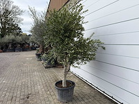 Olijfboom andalucia xl - olea europaea - ca. 70 jaar oud - hoogte ca. 280 cm - afbeelding 6 van  8