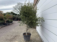Olijfboom andalucia xl - olea europaea - ca. 70 jaar oud - hoogte ca. 280 cm - afbeelding 7 van  8