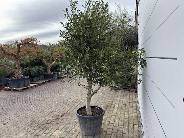Olijfboom andalucia xl - olea europaea - ca. 70 jaar oud - hoogte ca. 280 cm - afbeelding 8 van  8
