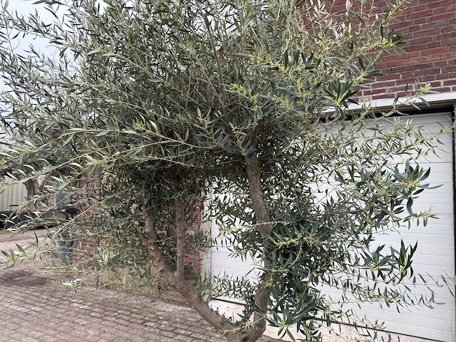 Olijfboom andalucia xl - olea europaea - ca. 70 jaar oud - hoogte ca. 280 cm - afbeelding 2 van  12