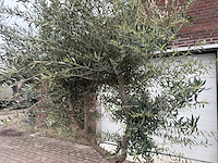 Olijfboom andalucia xl - olea europaea - ca. 70 jaar oud - hoogte ca. 280 cm - afbeelding 2 van  12