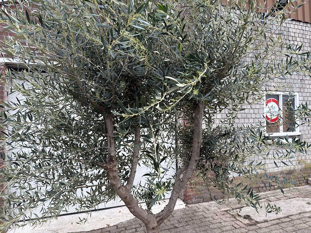 Olijfboom andalucia xl - olea europaea - ca. 70 jaar oud - hoogte ca. 280 cm - afbeelding 3 van  12