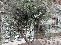 Olijfboom andalucia xl - olea europaea - ca. 70 jaar oud - hoogte ca. 280 cm - afbeelding 3 van  12