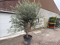 Olijfboom andalucia xl - olea europaea - ca. 70 jaar oud - hoogte ca. 280 cm - afbeelding 6 van  12