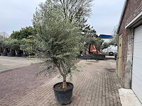 Olijfboom andalucia xl - olea europaea - ca. 70 jaar oud - hoogte ca. 280 cm - afbeelding 7 van  12