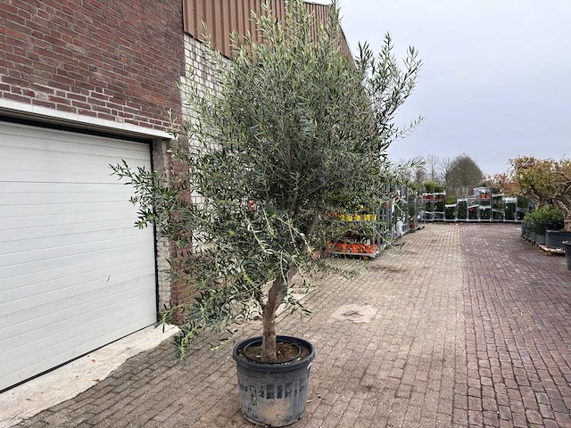 Olijfboom andalucia xl - olea europaea - ca. 70 jaar oud - hoogte ca. 280 cm - afbeelding 9 van  12