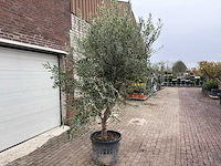 Olijfboom andalucia xl - olea europaea - ca. 70 jaar oud - hoogte ca. 280 cm - afbeelding 9 van  12