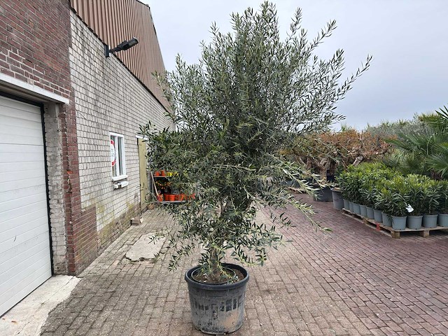 Olijfboom andalucia xl - olea europaea - ca. 70 jaar oud - hoogte ca. 280 cm - afbeelding 10 van  12