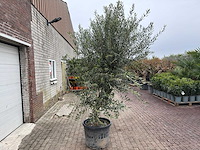Olijfboom andalucia xl - olea europaea - ca. 70 jaar oud - hoogte ca. 280 cm - afbeelding 10 van  12