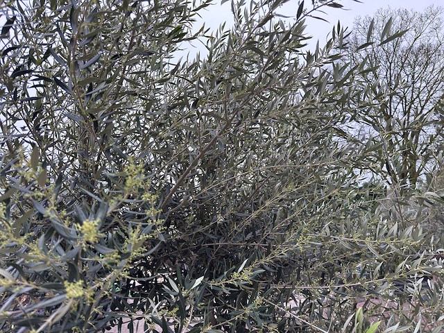 Olijfboom andalucia xl - olea europaea - ca. 70 jaar oud - hoogte ca. 280 cm - afbeelding 12 van  12