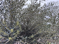 Olijfboom andalucia xl - olea europaea - ca. 70 jaar oud - hoogte ca. 280 cm - afbeelding 12 van  12
