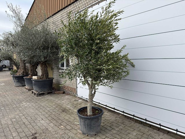 Olijfboom andalucia xl - olea europaea - ca. 70 jaar oud - hoogte ca. 280 cm - afbeelding 2 van  7