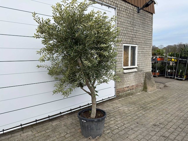 Olijfboom andalucia xl - olea europaea - ca. 70 jaar oud - hoogte ca. 280 cm - afbeelding 3 van  7