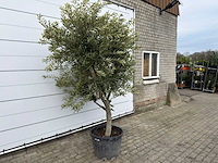 Olijfboom andalucia xl - olea europaea - ca. 70 jaar oud - hoogte ca. 280 cm - afbeelding 3 van  7