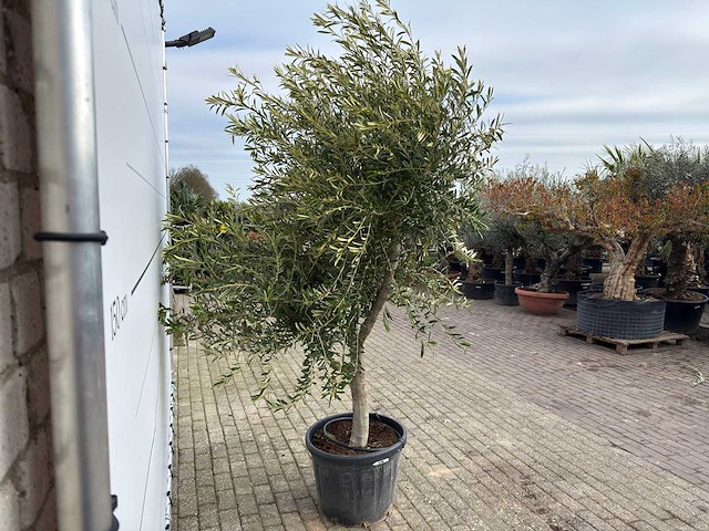 Olijfboom andalucia xl - olea europaea - ca. 70 jaar oud - hoogte ca. 280 cm - afbeelding 4 van  7