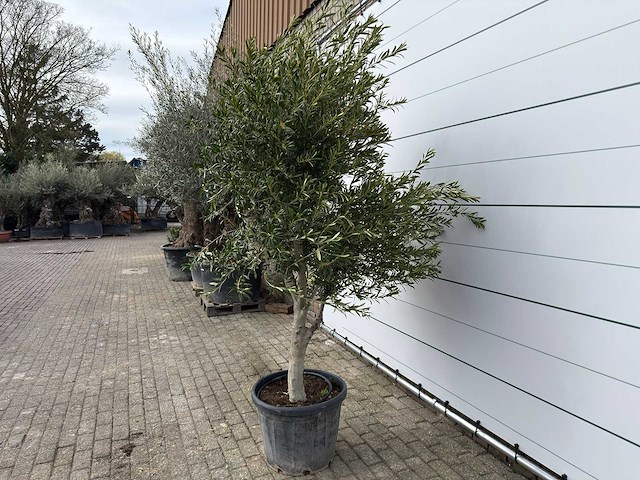 Olijfboom andalucia xl - olea europaea - ca. 70 jaar oud - hoogte ca. 280 cm - afbeelding 6 van  7