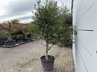 Olijfboom andalucia xl - olea europaea - ca. 70 jaar oud - hoogte ca. 280 cm - afbeelding 7 van  7