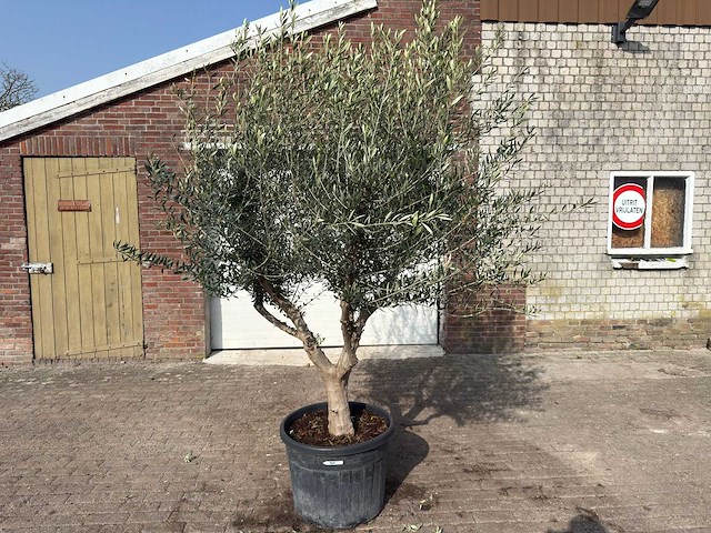 Olijfboom andalucia xl - olea europaea - ca. 75 jaar oud - hoogte ca. 280 cm - afbeelding 1 van  9