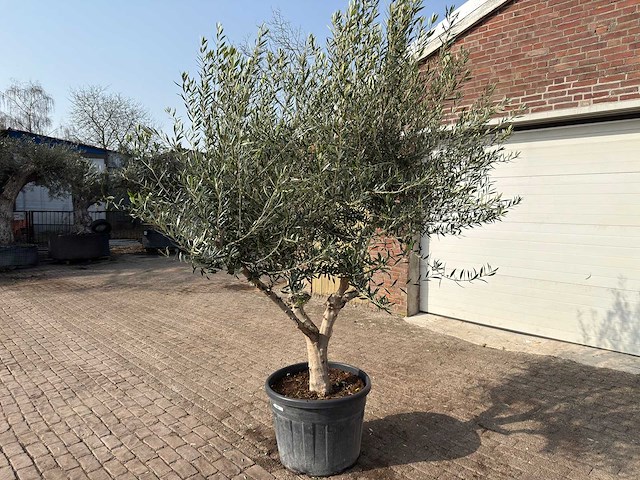 Olijfboom andalucia xl - olea europaea - ca. 75 jaar oud - hoogte ca. 280 cm - afbeelding 2 van  9