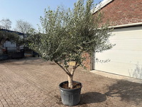 Olijfboom andalucia xl - olea europaea - ca. 75 jaar oud - hoogte ca. 280 cm - afbeelding 2 van  9
