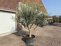 Olijfboom andalucia xl - olea europaea - ca. 75 jaar oud - hoogte ca. 280 cm - afbeelding 3 van  9