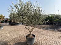 Olijfboom andalucia xl - olea europaea - ca. 75 jaar oud - hoogte ca. 280 cm - afbeelding 4 van  9