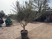 Olijfboom andalucia xl - olea europaea - ca. 75 jaar oud - hoogte ca. 280 cm - afbeelding 5 van  9