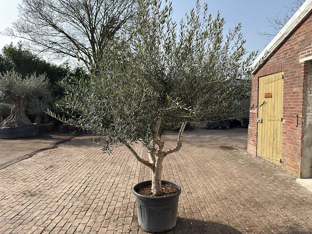 Olijfboom andalucia xl - olea europaea - ca. 75 jaar oud - hoogte ca. 280 cm - afbeelding 6 van  9