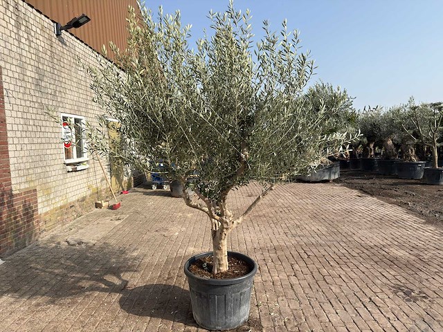 Olijfboom andalucia xl - olea europaea - ca. 75 jaar oud - hoogte ca. 280 cm - afbeelding 7 van  9