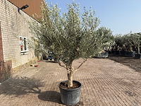 Olijfboom andalucia xl - olea europaea - ca. 75 jaar oud - hoogte ca. 280 cm - afbeelding 7 van  9