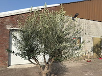 Olijfboom andalucia xl - olea europaea - ca. 75 jaar oud - hoogte ca. 280 cm - afbeelding 8 van  9