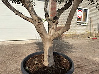 Olijfboom andalucia xl - olea europaea - ca. 75 jaar oud - hoogte ca. 280 cm - afbeelding 9 van  9