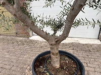Olijfboom andalucia xl - olea europaea - ca. 75 jaar oud - hoogte ca. 280 cm - afbeelding 3 van  9