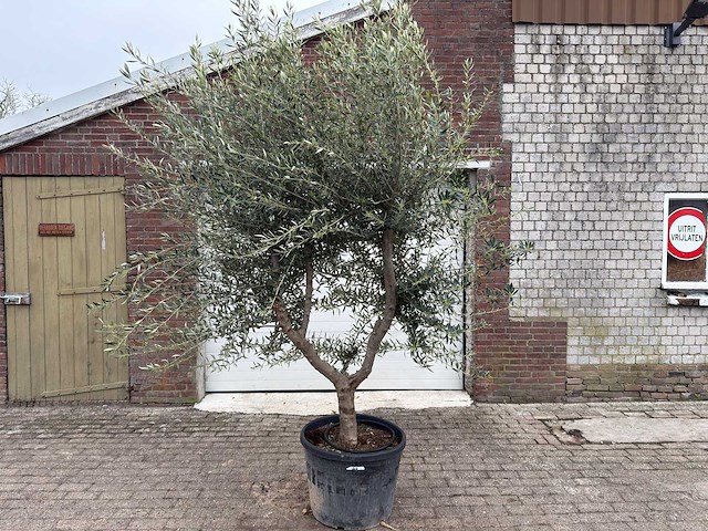 Olijfboom andalucia xl - olea europaea - ca. 75 jaar oud - hoogte ca. 280 cm - afbeelding 1 van  9