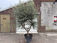 Olijfboom andalucia xl - olea europaea - ca. 75 jaar oud - hoogte ca. 280 cm