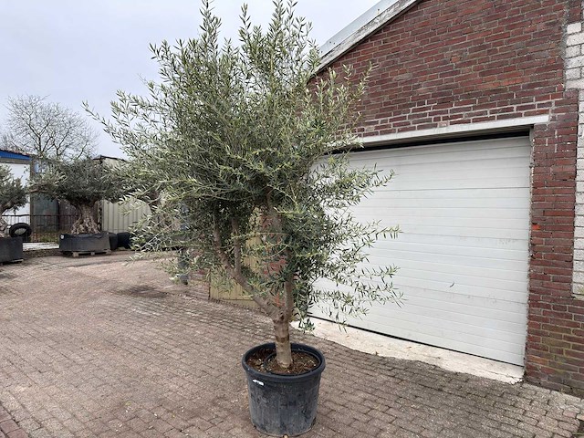 Olijfboom andalucia xl - olea europaea - ca. 75 jaar oud - hoogte ca. 280 cm - afbeelding 4 van  9