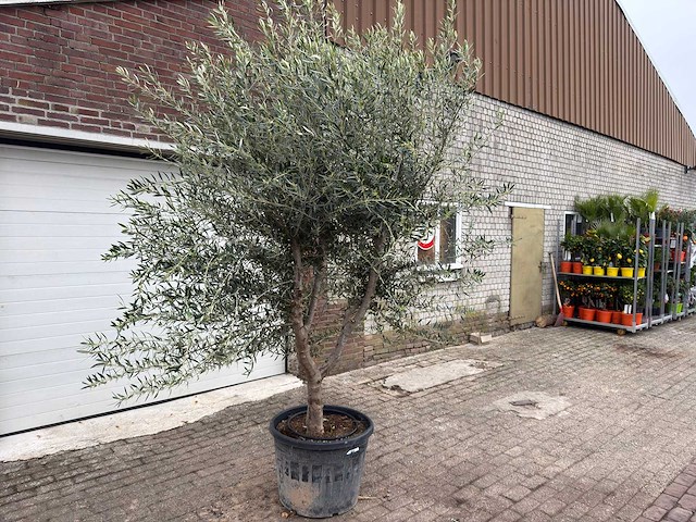 Olijfboom andalucia xl - olea europaea - ca. 75 jaar oud - hoogte ca. 280 cm - afbeelding 5 van  9