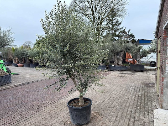 Olijfboom andalucia xl - olea europaea - ca. 75 jaar oud - hoogte ca. 280 cm - afbeelding 6 van  9