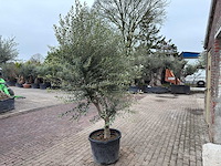 Olijfboom andalucia xl - olea europaea - ca. 75 jaar oud - hoogte ca. 280 cm - afbeelding 6 van  9