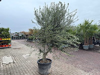 Olijfboom andalucia xl - olea europaea - ca. 75 jaar oud - hoogte ca. 280 cm - afbeelding 8 van  9