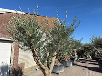 Olijfboom andalucia xxl - olea europaea - 50 jaar oud - hoogte ca. 250 cm - afbeelding 8 van  9