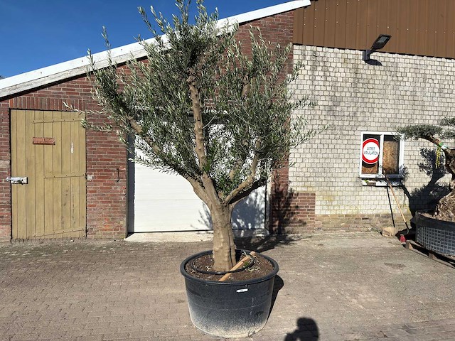 Olijfboom andalucia xxl - olea europaea - 50 jaar oud - hoogte ca. 250 cm - afbeelding 1 van  9