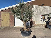 Olijfboom andalucia xxl - olea europaea - 50 jaar oud - hoogte ca. 250 cm - afbeelding 1 van  9