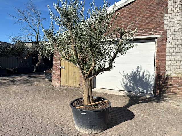 Olijfboom andalucia xxl - olea europaea - 50 jaar oud - hoogte ca. 250 cm - afbeelding 2 van  9
